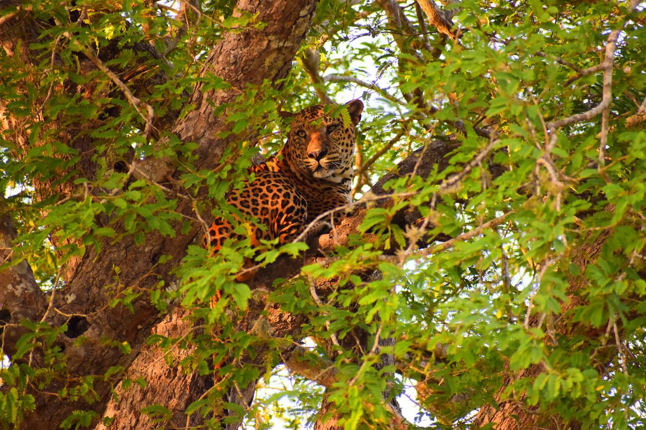 Classic Tour Sri Lanka 19 Nights 4